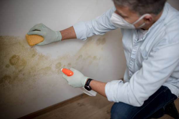 Mold Removal and Inspection in Huntsville, AL
