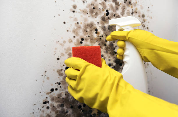 Best Crawl Space Mold Removal  in Huntsville, AL