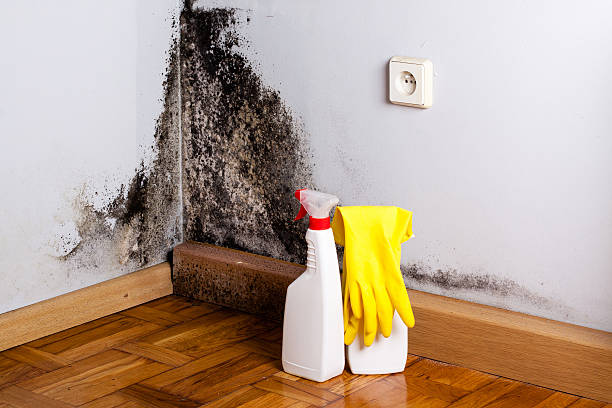 Best Certified Mold Removal  in Huntsville, AL